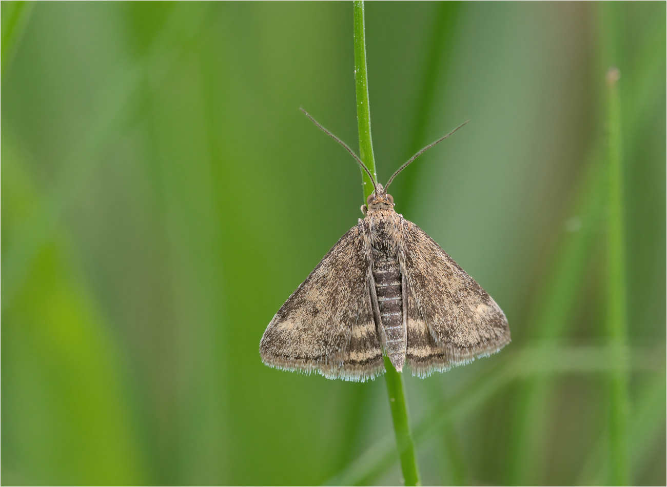 Olivbrauner Zünsler (Pyrausta despicata)