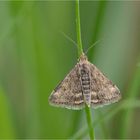 Olivbrauner Zünsler (Pyrausta despicata)