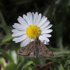  Olivbrauner Zünsler (Pyrausta despicata) (2019_04_20_EOS 6D Mark II_1291_ji)