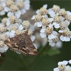 Olivbrauner Zünsler (Pyrausta despicata)