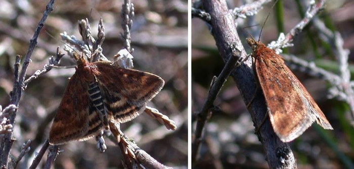 Olivbrauner Zünsler (Pyrausta despicata)