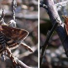 Olivbrauner Zünsler (Pyrausta despicata)