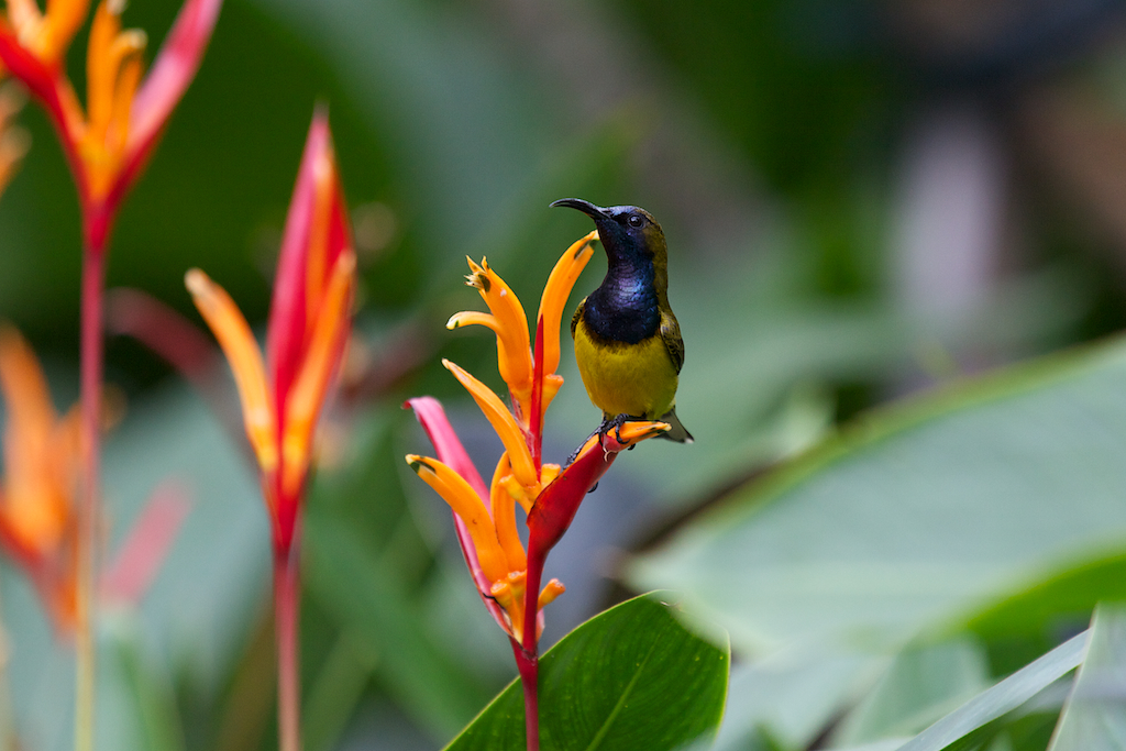 Olive backed Sunbird (Männchen)