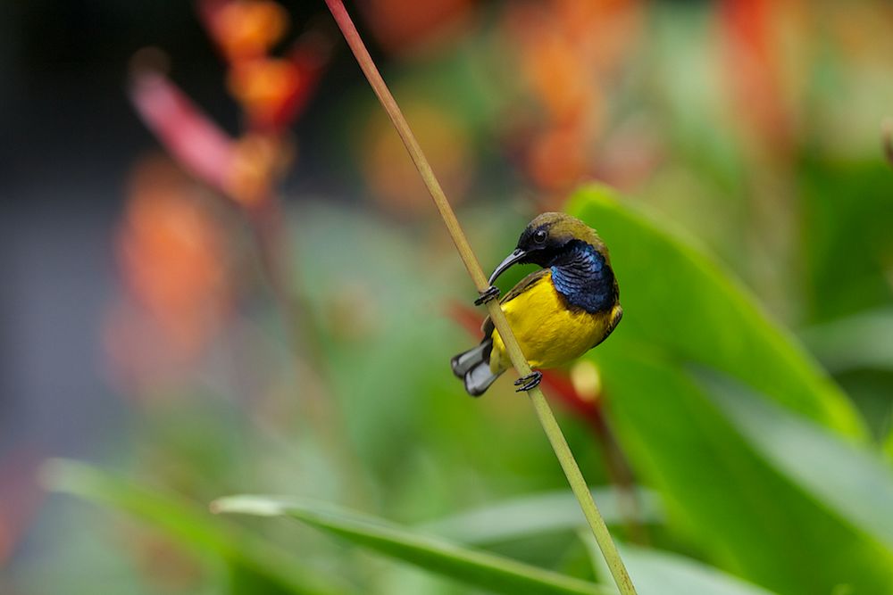 Olive backed Sunbird (Männchen) II