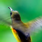 Olive Backed Sunbird (Singapore)