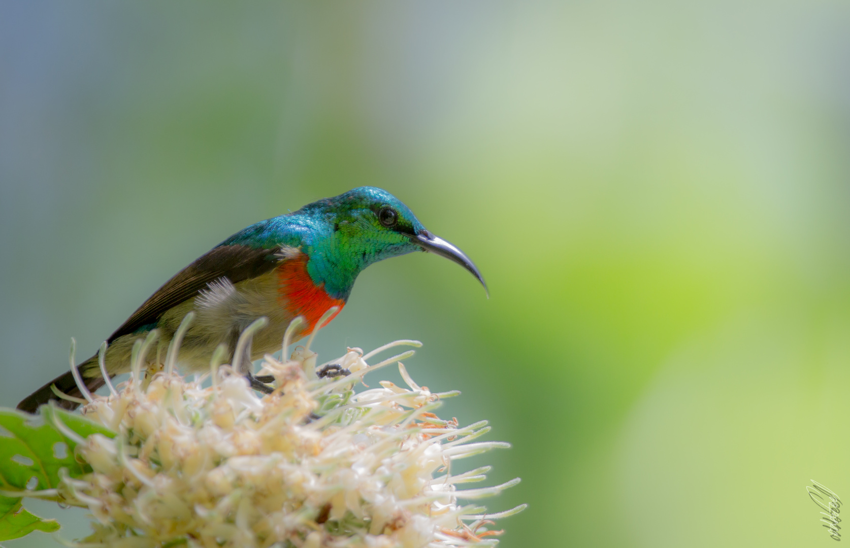 Olive-Bellied Sunbird