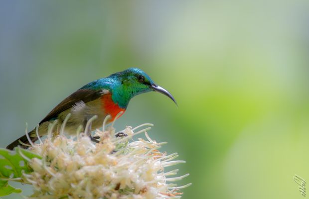 Olive-Bellied Sunbird