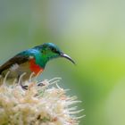 Olive-Bellied Sunbird