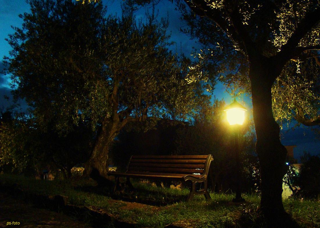 Olive bosco dopo il tramonto!