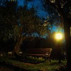 Olive bosco dopo il tramonto!