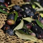 olive dopo la raccolta