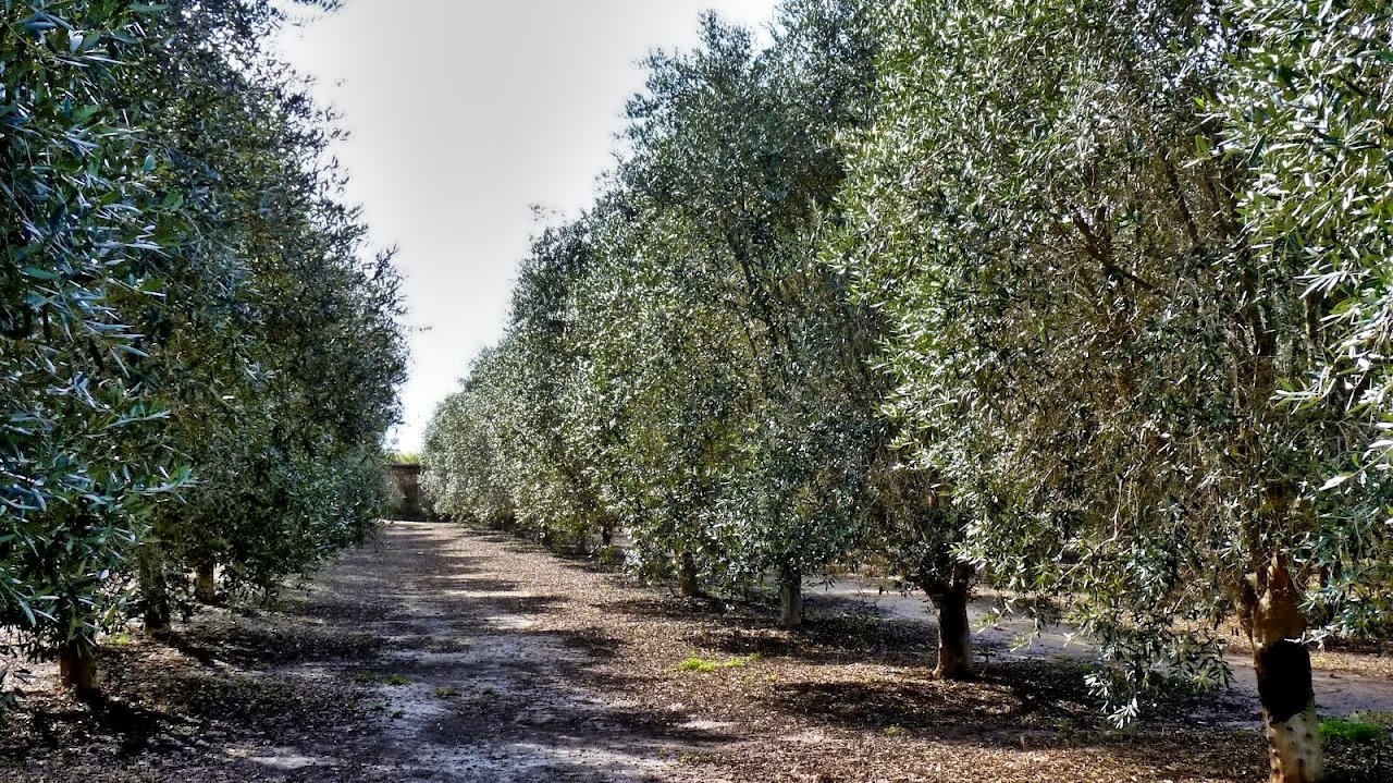 OLIVE FOREST-ISRAEL