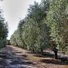 OLIVE FOREST-ISRAEL