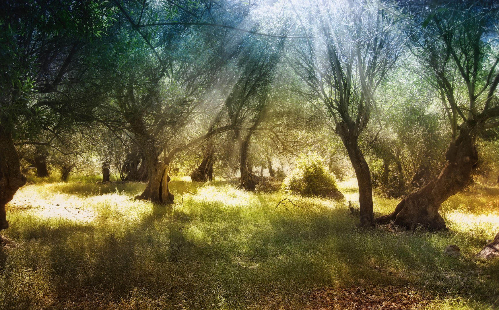 Olive Grove