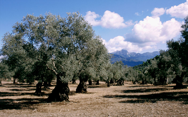 olive grove