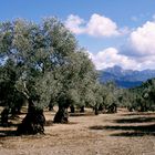 olive grove