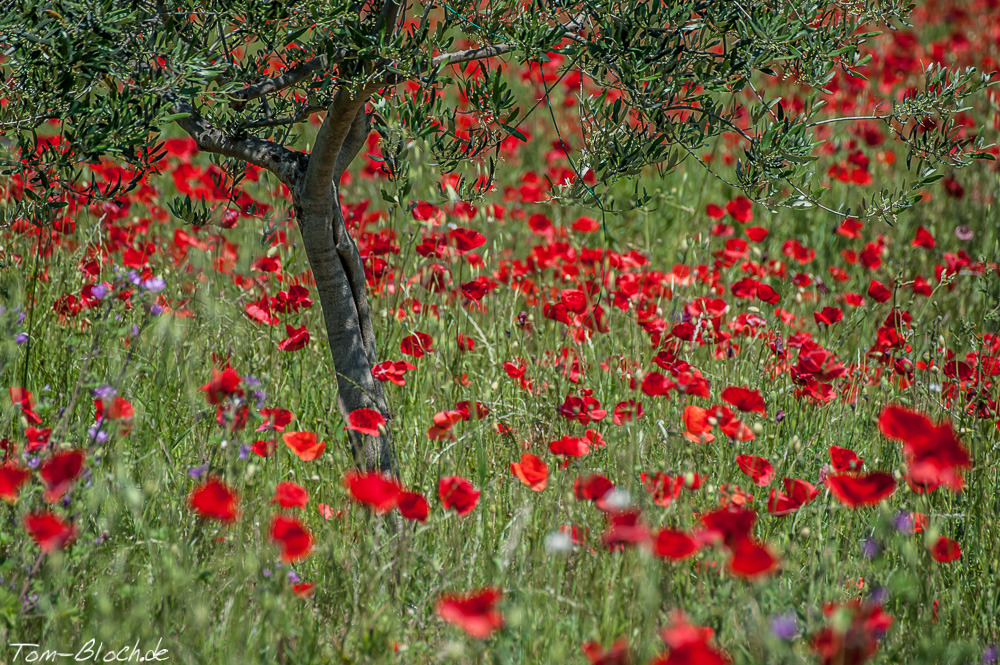 Olive im Mohnfeld