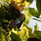 olive-necked sunbird - Kolibri