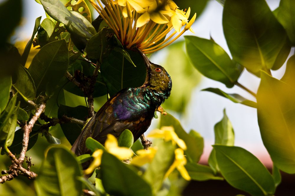 olive-necked sunbird - Kolibri