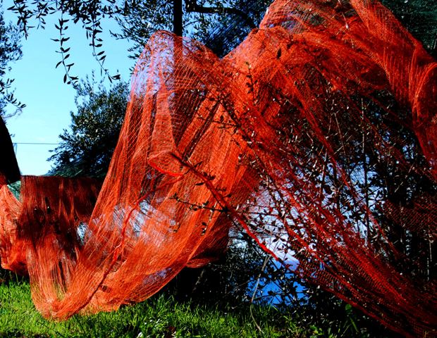 olive net in liguria