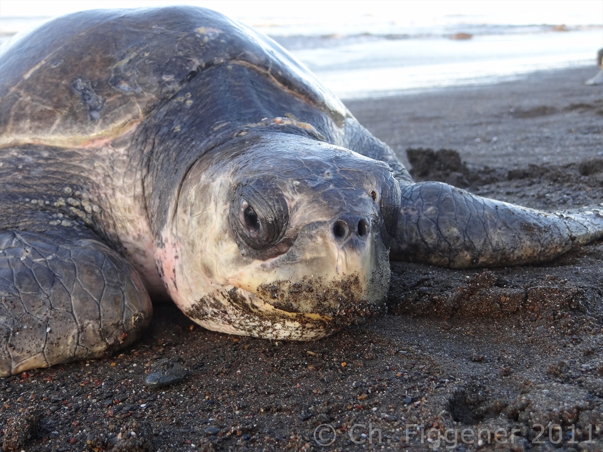Olive Ridley Female walking up the beach to lay her eggs....