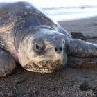 Olive Ridley Female walking up the beach to lay her eggs....