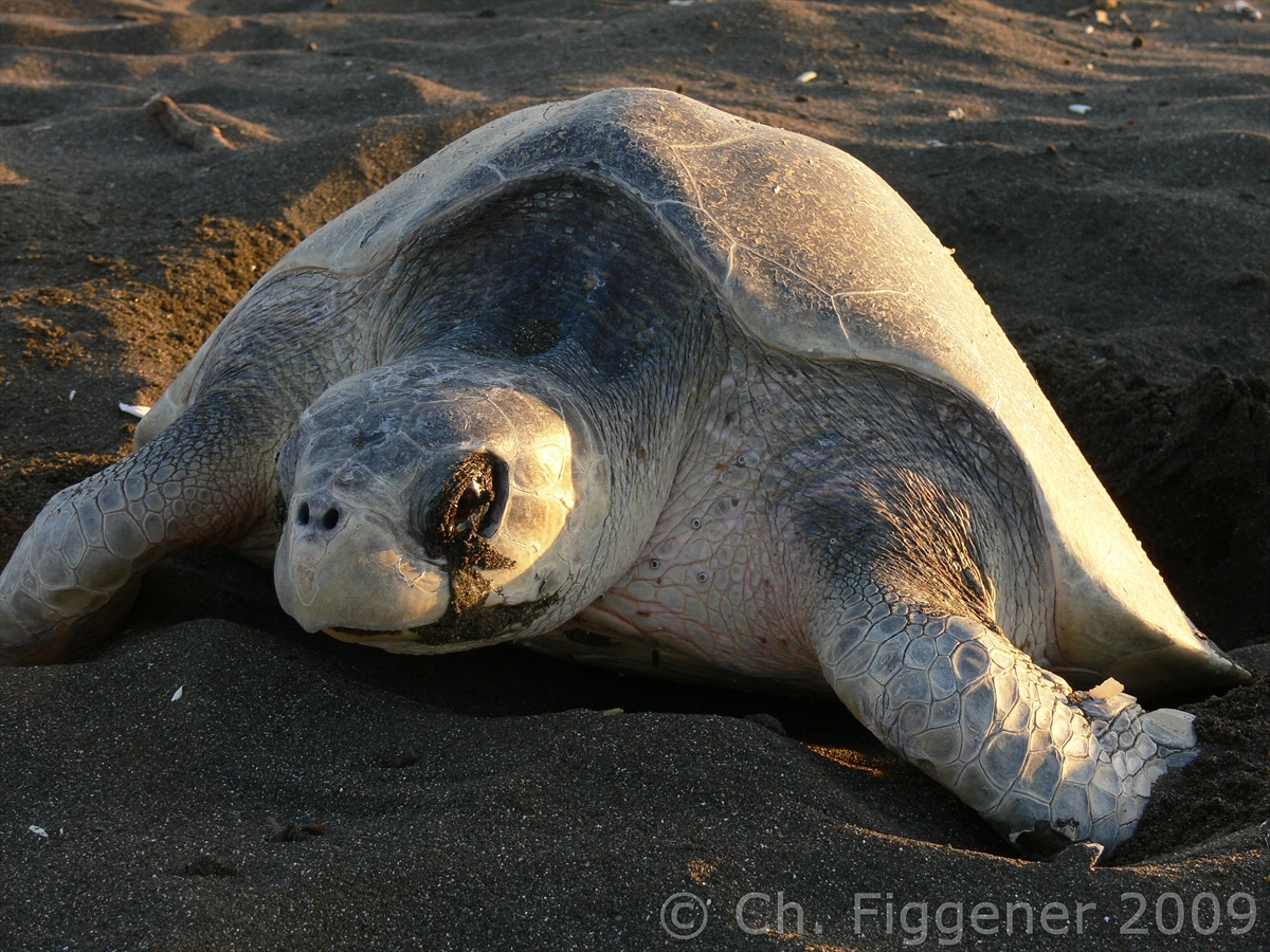 Olive Ridley Nesting