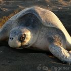 Olive Ridley Nesting