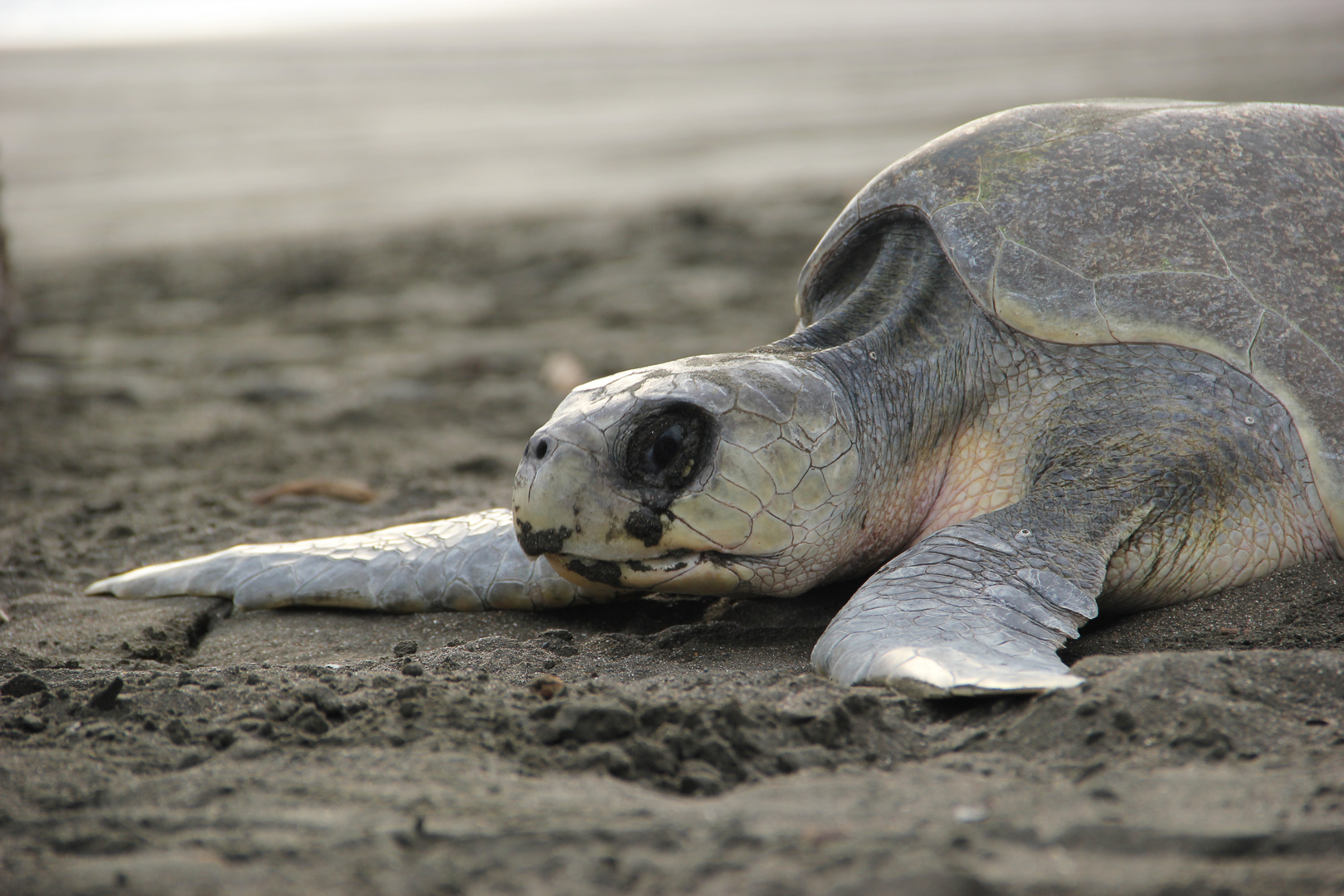 Olive-Ridley seaturtle, Costa Rica