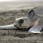 Olive-Ridley seaturtle, Costa Rica