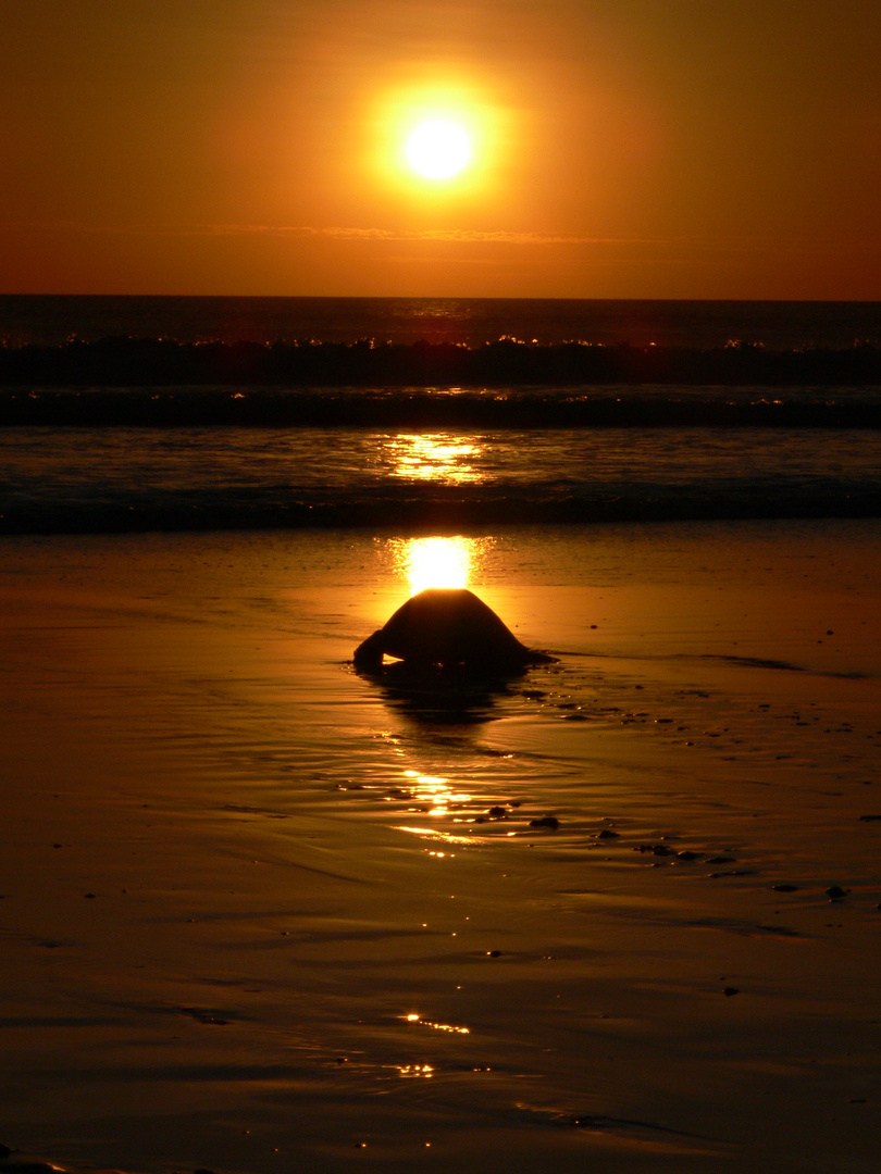 Olive Ridley walking into Sunset