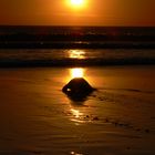 Olive Ridley walking into Sunset