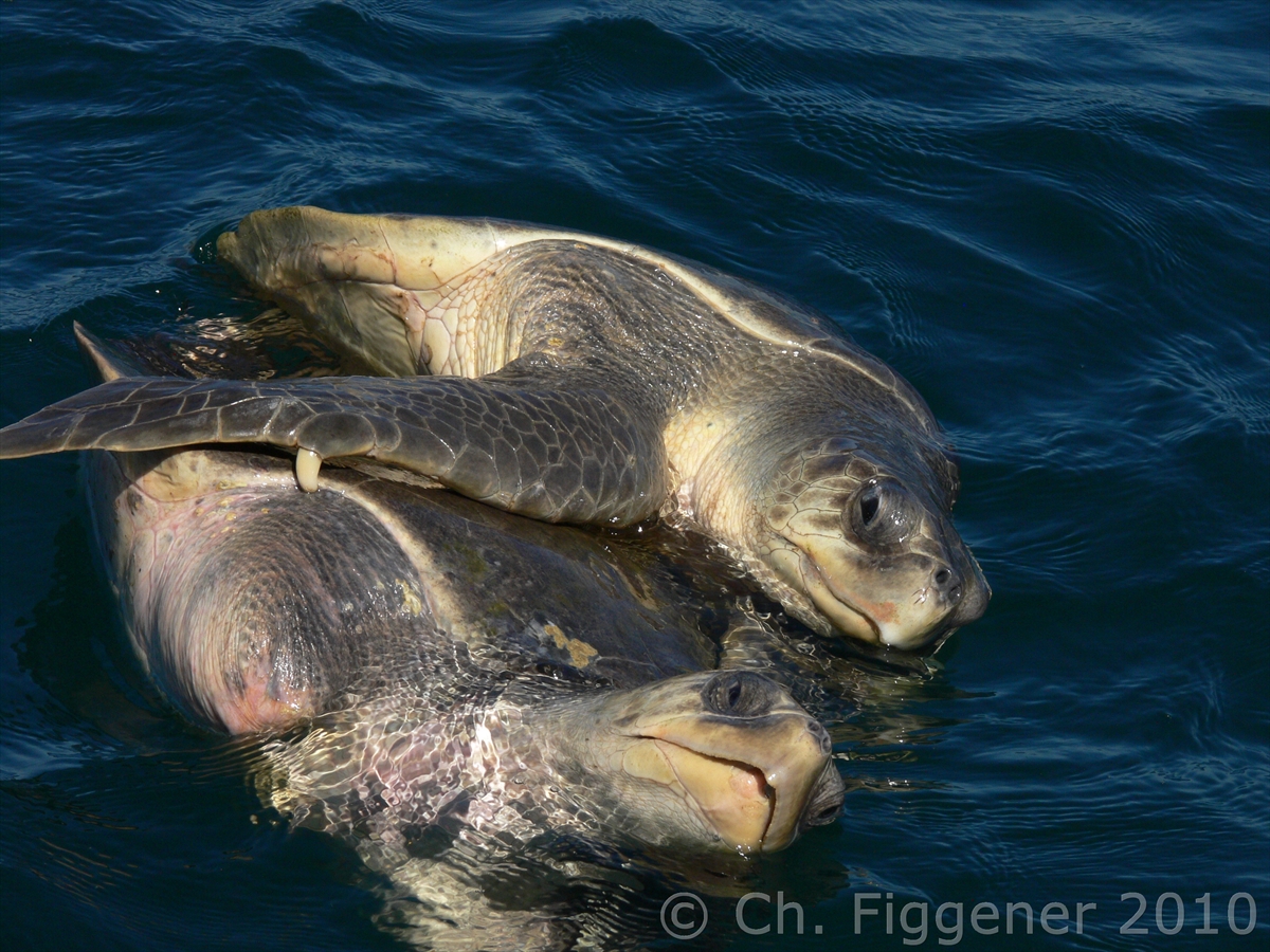 Olive Ridleys Mating