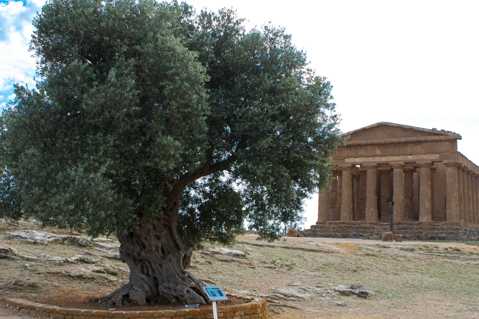 olive sicily