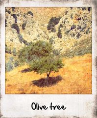 olive tree