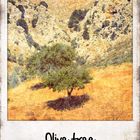 olive tree