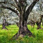 Olive Tree