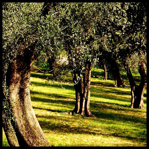 Olive tree garden