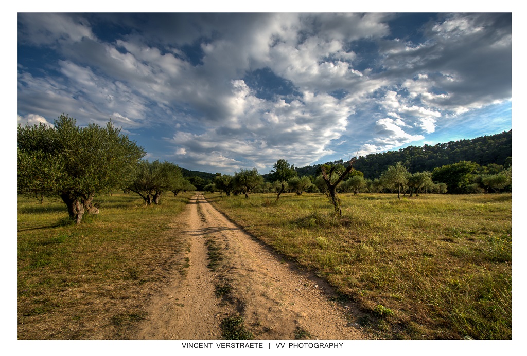 Olive tree lane