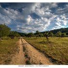 Olive tree lane