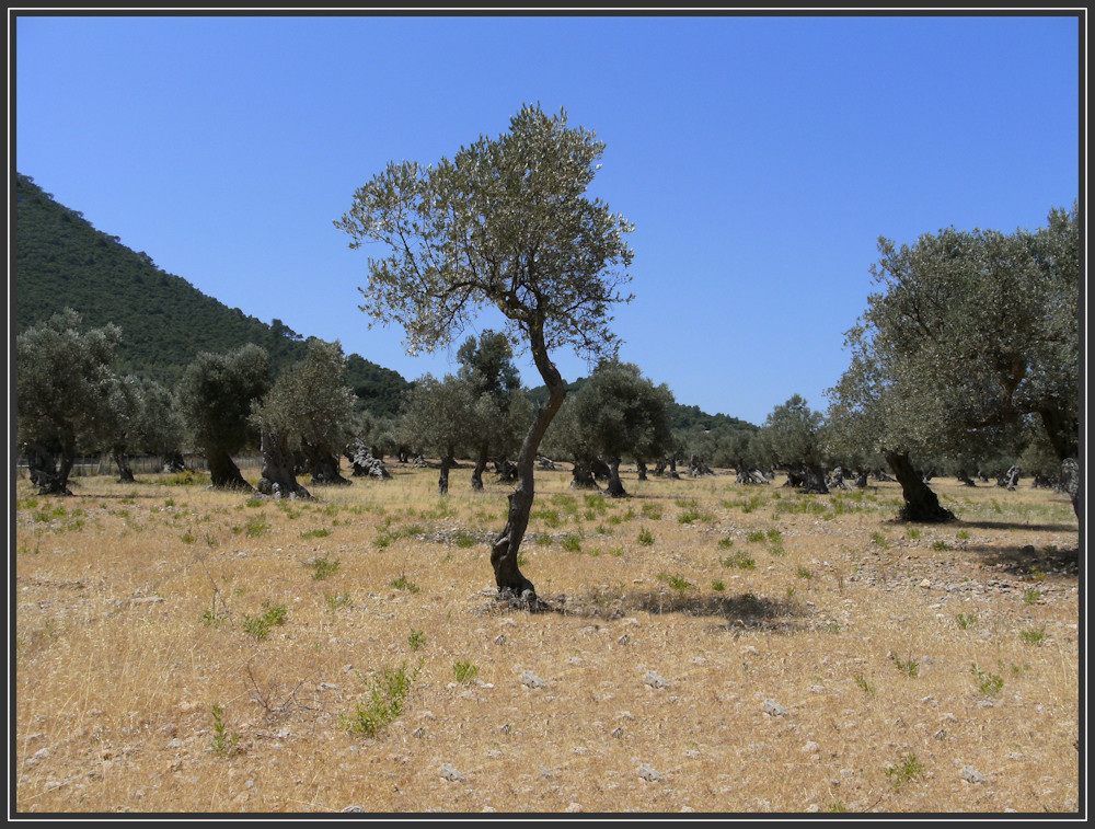 Olive trees