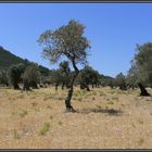 Olive trees