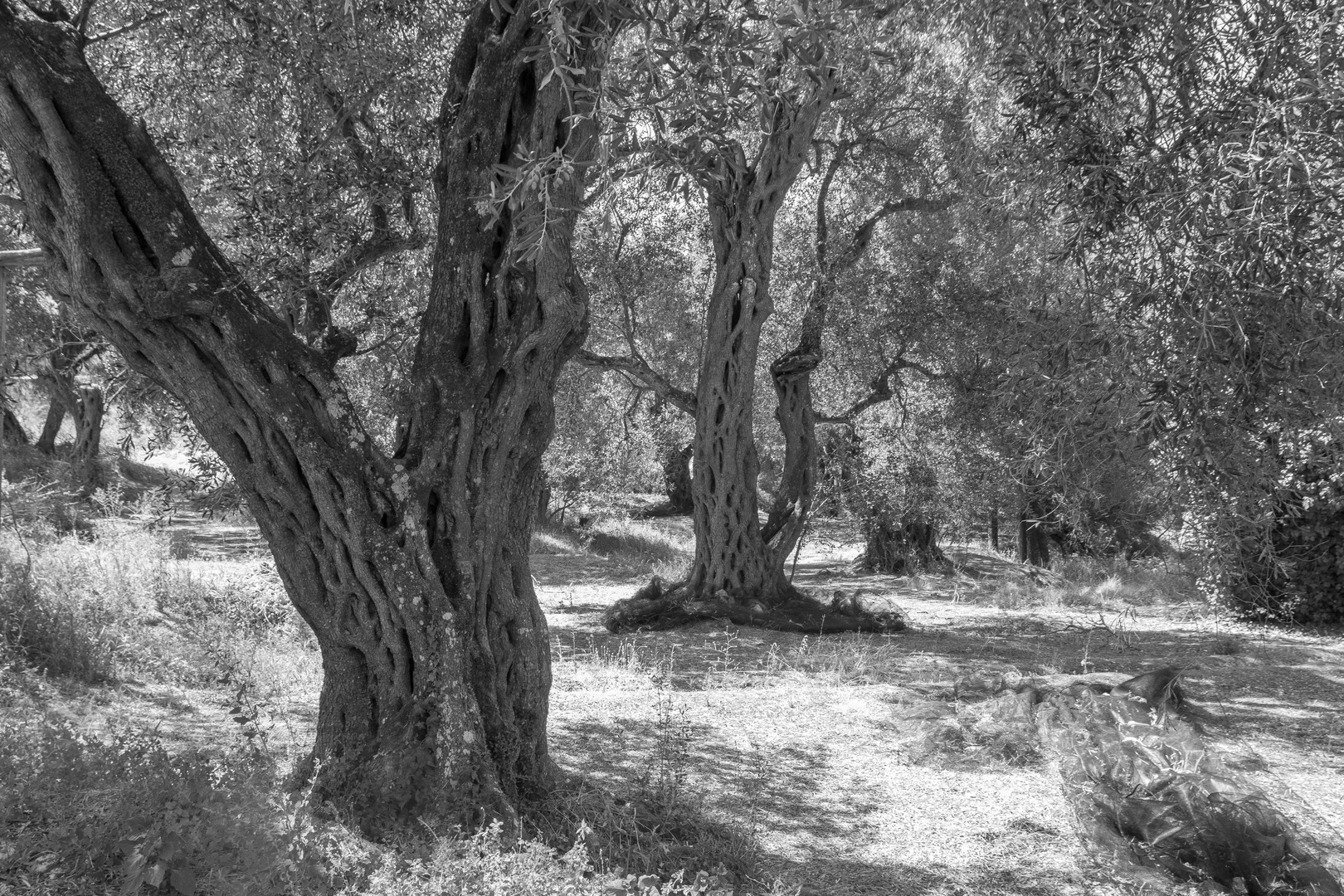 Olive trees