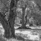 Olive trees