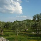 Olive trees in Dalmatia
