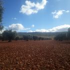 Olive trees in Toledo