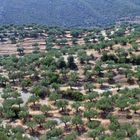 Olive trees near Koroni