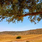 Olive trees/ Palestine