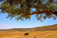 Olive trees/ Palestine