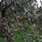 Oliven aus Hammam Sousse